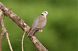 Ring-necked Dove